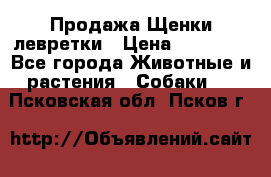 Продажа Щенки левретки › Цена ­ 40 000 - Все города Животные и растения » Собаки   . Псковская обл.,Псков г.